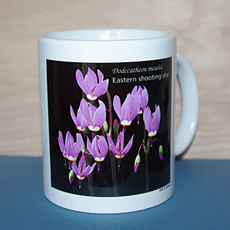 mug DS-123 Dodecatheon on black 6632.jpg